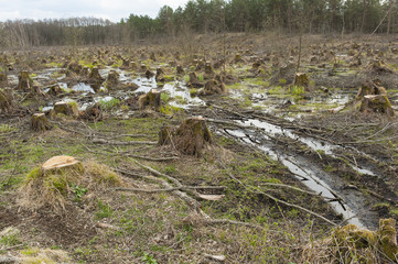 Cut down alder trees