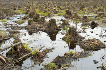 Cut down alder trees