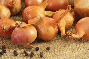 ail et échalotes 20042015