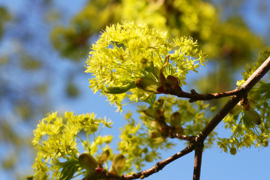 Bl&uuml;ten des Ahornbaumes, Ahorn mit Bl&uuml;ten, Allergie durch Pollen, Bl&uuml;tenpollen im Fr&uuml;hjahr, Belastung f&uuml;r Allergiker, Allergie