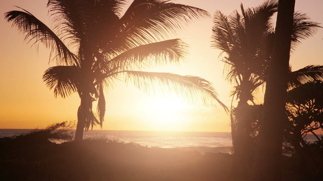 palm trees at beach at sunset with direct sun