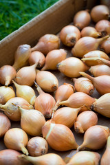 Fresh golden organic onions, clean eating concept