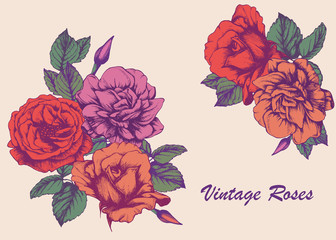 Highly detailed hand-drawn roses. Vectorial isolated elements.