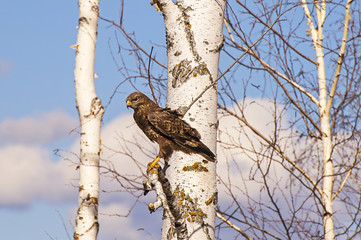 hawk.