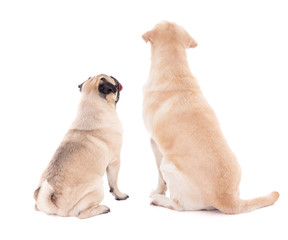 friendship concept - back view of two sitting dogs isolated on w