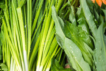 Spring Onion Stems