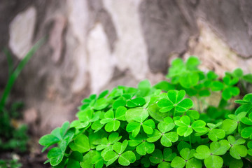 Green Clover and Grey Tree