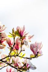Magnolien Blumen Blüten