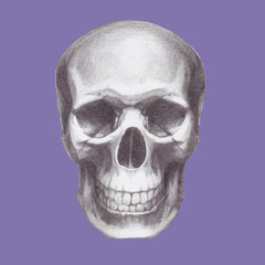 Hand drawn skull. Vector