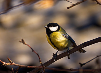 Fototapeta premium titmouse