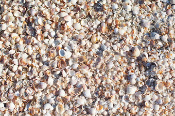 seaside of the Azov sea