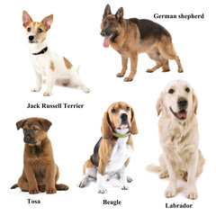 Fototapeta premium Different breeds of dogs