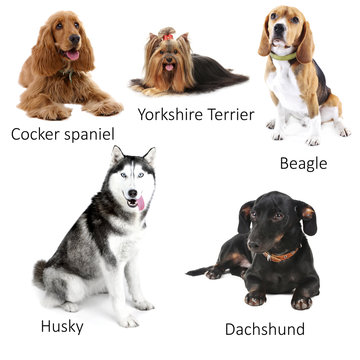 Different breeds of dogs