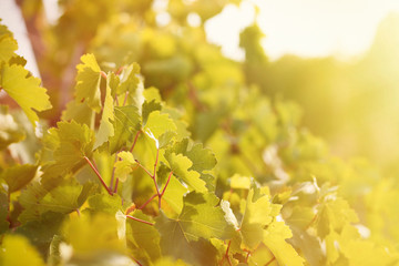 Grape leaves with sun rays