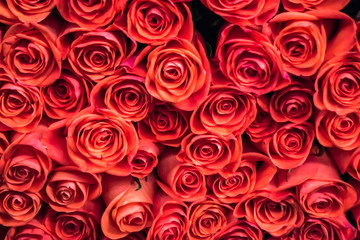Red Rose Pattern