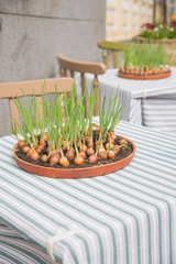 Onion growing from a container located on a restaurant table.