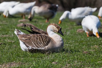 gooses on a green rural pasture
