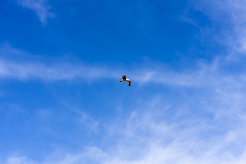 Naklejka na ściany i meble seagull flying