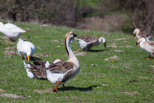 gooses on a green rural pasture