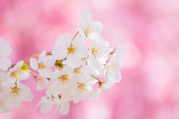 染井吉野（ソメイヨシノ）