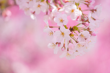 染井吉野（ソメイヨシノ）