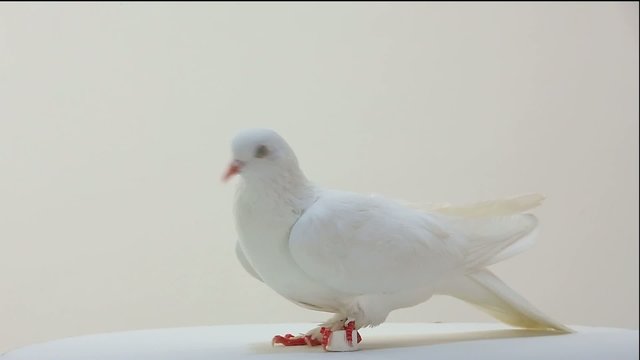 rotating pigeon on a white background