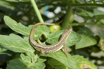 Japanese Grass Lizard