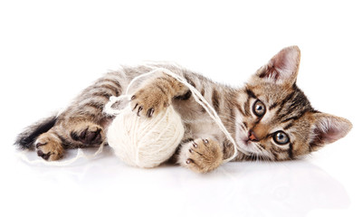 playful  kitten with white ball