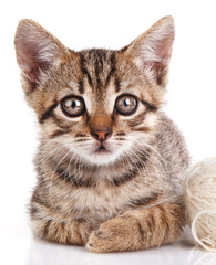 beautiful kitten