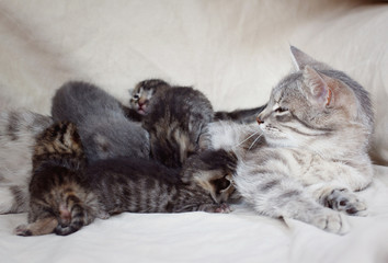 Fototapeta na wymiar mother cat feeding kittens