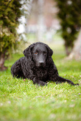 black curly coated retriever dog lying down outdoors