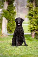 black curly coated retriever dog portrait in summer