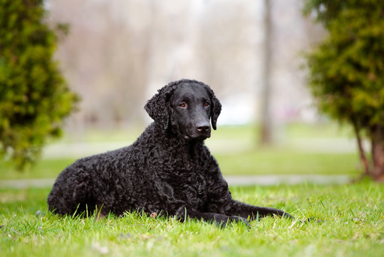 Curly Coated Retriever Images – Browse 497 Stock Photos, Vectors, and Video  | Adobe Stock