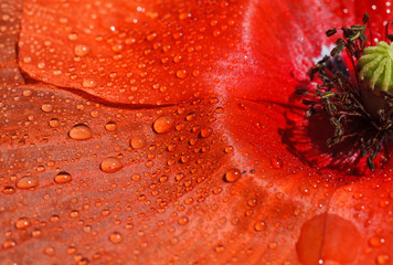 red poppy flower