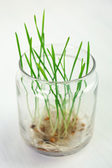 Sprouted grains in glass vase on windowsill background