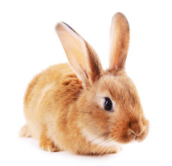 Little rabbit isolated on white