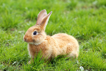 Fototapeta premium Little rabbit in grass close-up