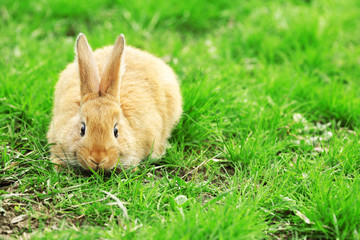 Little rabbit in grass close-up