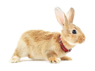 Obraz premium Red rabbit isolated on white