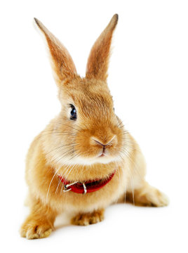 Portrait of red rabbit isolated on white