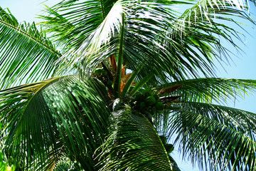 Palm tree leaves in resort
