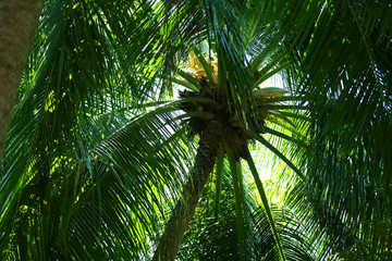 Fototapeta premium Green leaves of exotic palms