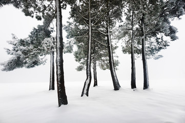 winter landscape with snowy forest