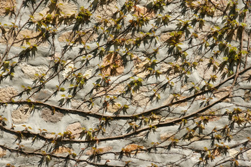 young foliage - 5