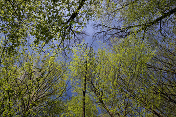 Fototapeta premium Green deciduous forest on a sunny day.