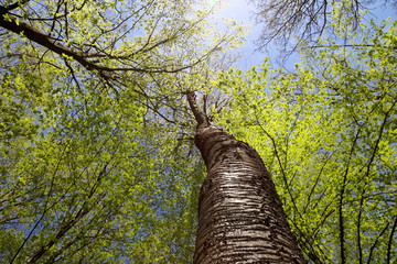 Fototapeta premium Green deciduous forest on a sunny day.