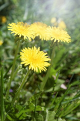 Obraz premium Dandelions on a background of flowers and green grass.