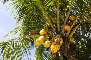Fototapeta premium ripening coconut on coconut palms close-up shot