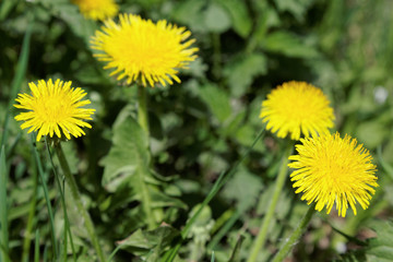 Dandelions on a background of flowers and green grass.