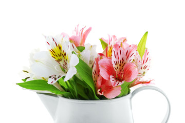 Beautiful alstroemeria isolated on white